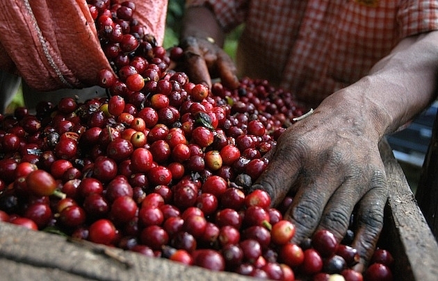 Giá cà phê hôm nay 21/11, đồng loạt giảm cả thị trường trong nước và thế giới