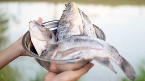 Dự báo trong năm 2021 nguồn cung cá thịt trắng toàn cầu tăng 4,3%