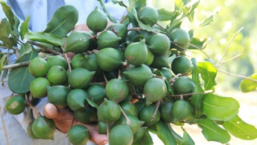Điện Biên: Lấy ý kiến đầu tư dự án trồng cây Mắc ca xen Đàn hương và dược liệu