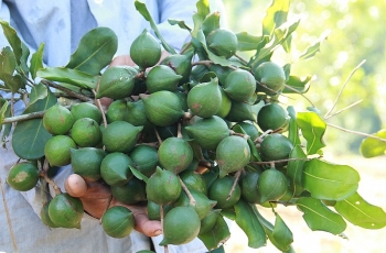 Điện Biên: Lấy ý kiến đầu tư dự án trồng cây Mắc ca xen Đàn hương và dược liệu