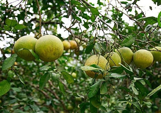 Yên Bái: Sản phẩm bưởi Khả Lĩnh được bảo hộ chỉ dẫn địa lý Yên Bái: Sản phẩm bưởi Khả Lĩnh được bảo hộ chỉ dẫn địa lý
