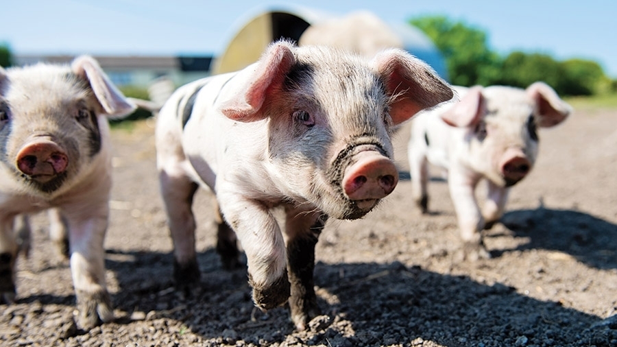 Giá thịt lợn hôm nay 24/11: Tiếp tục tăng ở nhiều tỉnh thành