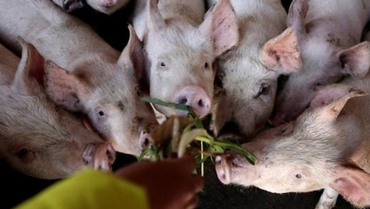 Hà Nội: Xuất hiện hộ dân có lợn mắc bệnh dịch tả lợn châu Phi ở xã Dương Liễu