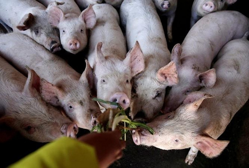 Xuất hiện một hộ có lợn mắc bệnh dịch tả lợn châu Phi ở xã Dương Liễu