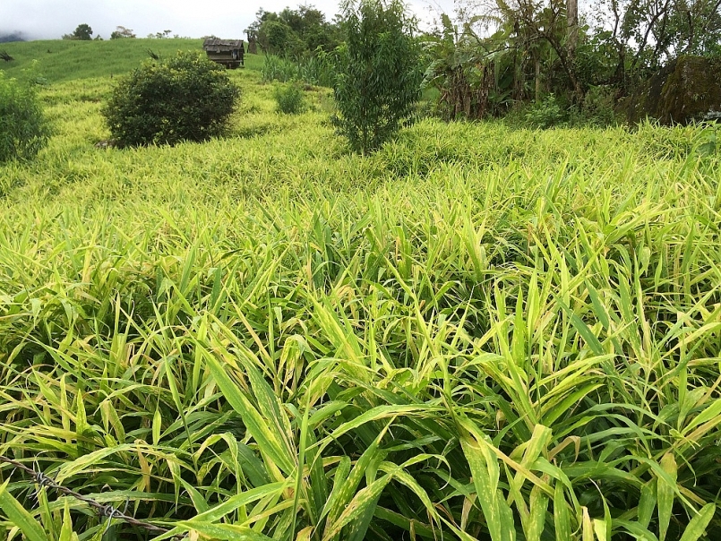 Khu vực trồng gừng ở xã Na Ngoi Khu vực trồng gừng ở xã Na Ngoi