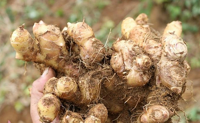 Gừng dé Kỳ Sơn củ nhỏ, thân tròn, nhiều nhánh, vỏ và ruột màu trắng ngà, lõi màu vàng nhạt, nhiều xơ. Mùi thơm đặc trưng, vị cay nồng đậm Gừng dé Kỳ Sơn củ nhỏ, thân tròn, nhiều nhánh, vỏ và ruột màu trắng ngà, lõi màu vàng nhạt, nhiều xơ. Mùi thơm đặc trưng, vị cay nồng đậm