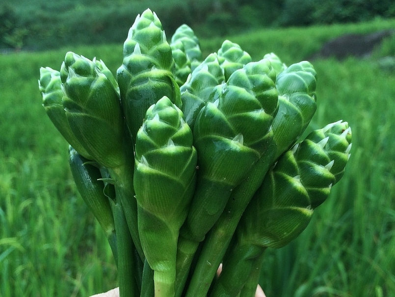 Hoa gừng là loại nông sản rất dễ tiêu thụ trên địa bàn Hoa gừng là loại nông sản rất dễ tiêu thụ trên địa bàn