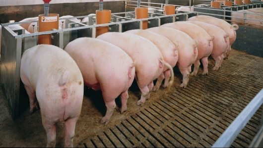 Giá thịt lợn hôm nay 26/11: Ba miền điều chỉnh trái chiều