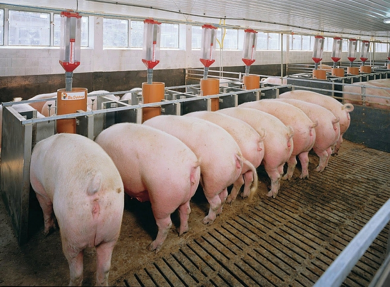 Giá thịt lợn hôm nay 26/11 tại ba miền đều điều chỉnh trái chiều