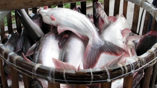 Sau giảm sút, thị trường xuất khẩu cá tra tích cực trở lại