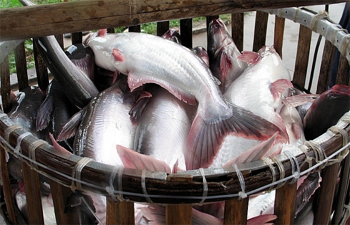 Thị trường xuất khẩu cá tra tích cực trở lại