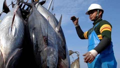 Xuất khẩu cá ngừ sang một số thị trường chuyển biến tích cực