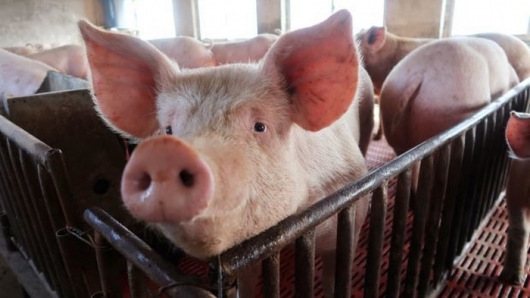 Giá thịt lợn hôm nay 28/11: Miền Bắc tiếp tục tăng nhẹ
