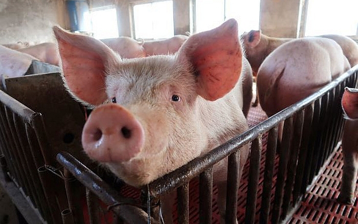 Giá thịt lợn hôm nay 28/11 tại miền Bắc tiếp tục tăng nhẹ