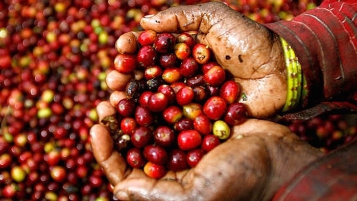 Giá cà phê hôm nay 28/11: Duy trì ở mức 33 triệu đồng/tấn