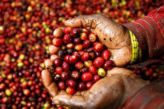 Giá cà phê hôm nay 28/11: Duy trì ở mức 33 triệu đồng/tấn