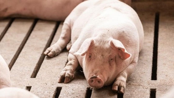Giá thịt lợn hôm nay 30/11: Tiếp đà giảm ở miền Nam