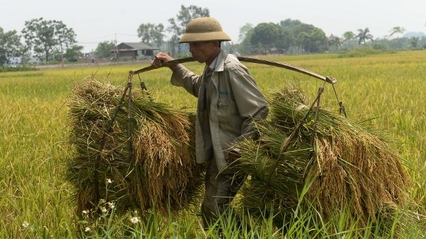 Cả nước đã thu hoạch được gần 1.425 nghìn ha lúa mùa