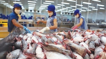 Doanh nghiệp cần bình tĩnh, tránh nôn nóng chào giá cá tra thấp sang Trung Quốc