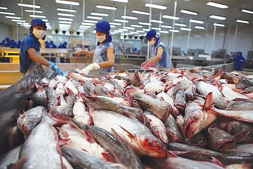 VASEP: Doanh nghiệp cá tra tránh nôn nóng, chào giá cá tra thấp sang Trung Quốc