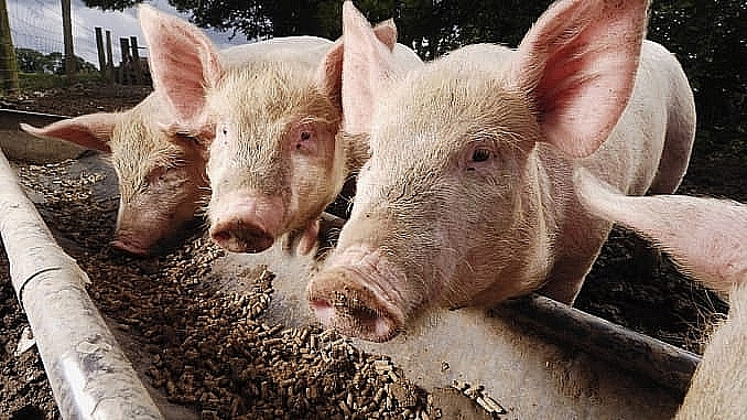 Giá thịt lợn hôm nay 1/12 đi ngang tại nhiều địa phương
