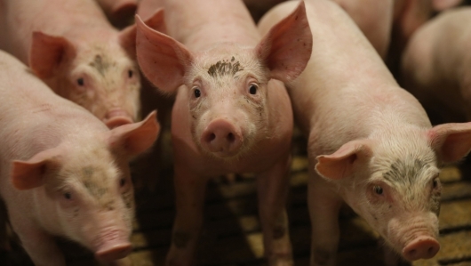 Giá thịt lợn hôm nay 2/12: Chững lại ở nhiều địa phương