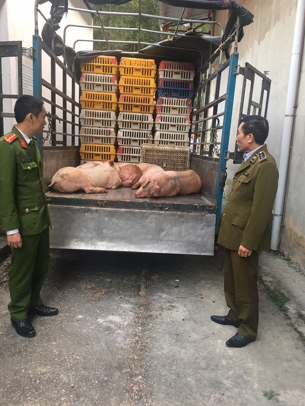 Lực lượng QLTT tỉnh Hòa Bình Ngăn chặn kịp thời xe vận chuyển thịt nhiễm dịch tả lợn châu Phi đang trên đường đi tiêu thụ