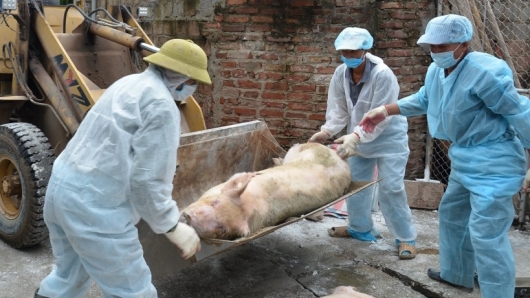 Hà Nội: Còn 10 xã có lợn mắc bệnh DTLCP chưa qua 21 ngày