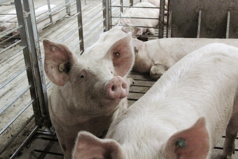 Giá thịt lợn hôm nay 4/12: Điều chỉnh giảm trên cả 3 miền