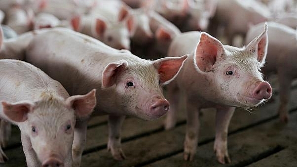 Giá thịt lợn hôm nay 5/12 đi xuống tại nhiều tỉnh thành