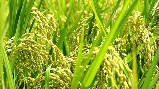 Hà Nội: Sản xuất lúa Japonica và lúa chất lượng cao theo tiêu chuẩn xuất khẩu