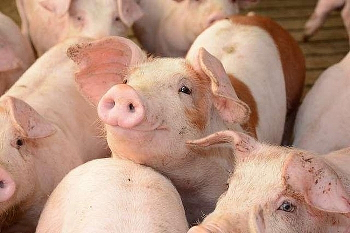 Giá thịt lợn hôm nay 8/12: Giảm ở nhiều tỉnh thành