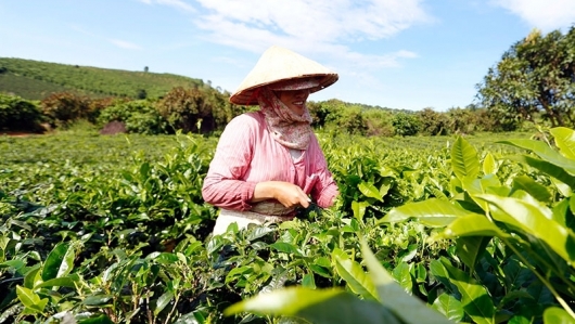 Xuất khẩu chè sang nhiều thị trường giảm do tác động của dịch Covid-19
