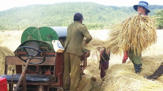 Gia Lai: Sản phẩm gạo Ba Chăm được bảo hộ chỉ dẫn địa lý “Mang Yang”