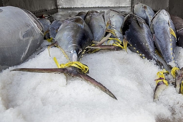 Giá cá ngừ tăng cao do sản lượng khai thác ở Thái Bình Dương thấp