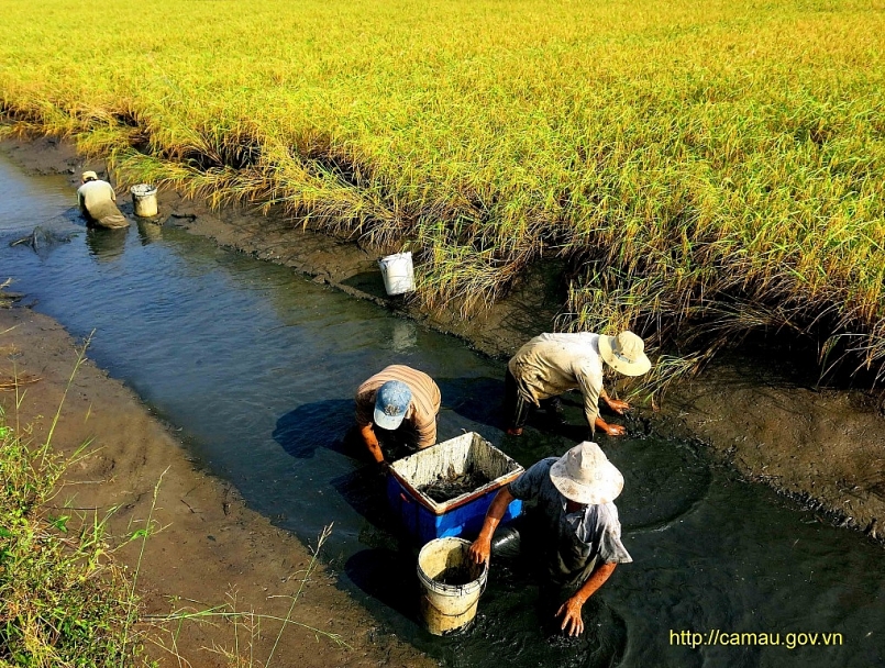 Mô hình sản xuất lúa - tôm kết hợp của nông dân huyện Thới Bình. Ảnh: Huỳnh Lâm