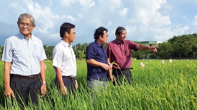 Bạc Liêu: Kết quả khả quan từ thí điểm trồng giống lúa ngon nhất thế giới