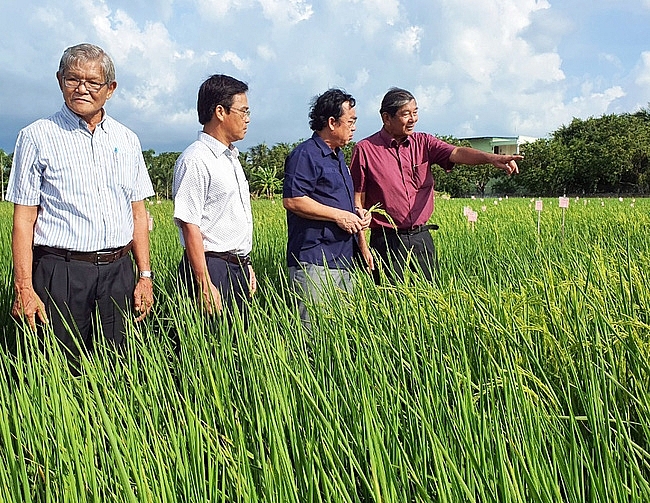 Bạc Liêu vừa thí điểm sản xuất thành công lúa ST24 và ST 25 tại 5 huyện, thị xã trên địa bàn tỉnh