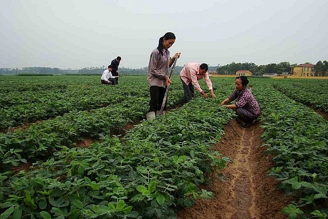 Bắc Giang: Gieo trồng cây vụ Đông năm 2020 đạt gần 93% kế hoạch