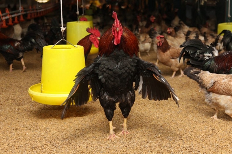 Gà Lạc Thủy là giống gà địa phương đã được người dân huyện Lạc Thủy tỉnh Hòa Bình nuôi khá lâu đời