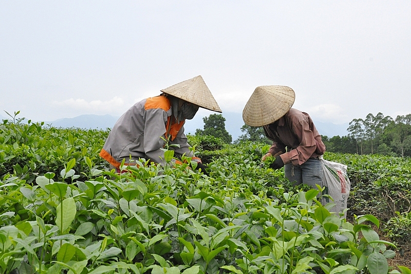 cây chè tồn tại ở mảnh đất này hơn 50 năm, mang lại giá trị kinh tế cho rất nhiều gia đình 