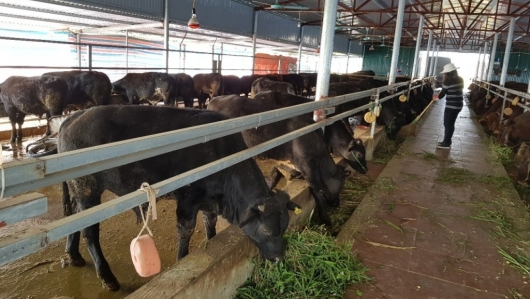 Hà Nội: Có 92 trang trại chăn nuôi bò thịt quy mô lớn