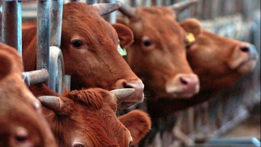 Thanh Hóa: Phòng, chống bệnh lở mồm, long móng trên đàn gia súc, giai đoạn 2021-2025