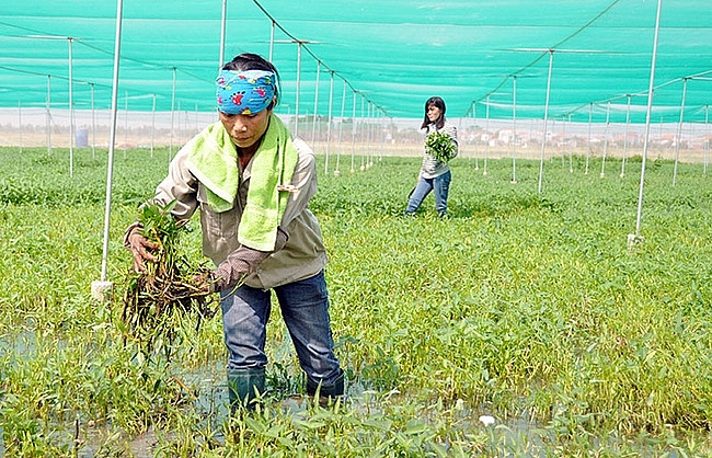 Bắc Ninh triển khai các biện pháp tháo gỡ khó khăn, vướng mắc cho nông dân