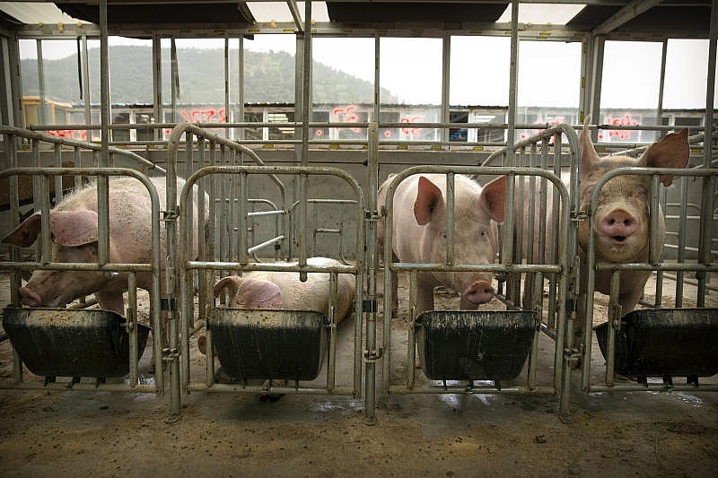 Giá thịt lợn hôm nay 25/12: Đà tăng vẫn duy trì trên cả nước