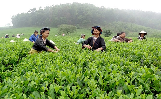 Xuất khẩu chè năm 2021 dự báo sẽ chưa có nhiều triển vọng khả quan Xuất khẩu chè năm 2021 dự báo sẽ chưa có nhiều triển vọng khả quan