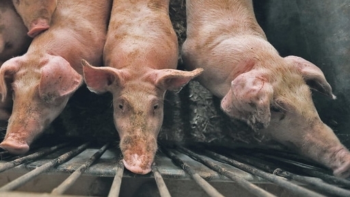 Đồng Tháp: Xuất hiện 10 ổ dịch tả lợn Châu Phi trong năm 2020