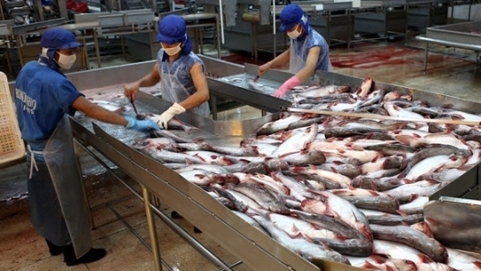 Xuất khẩu cá tra sang Trung Quốc giảm mạnh trong tháng 11