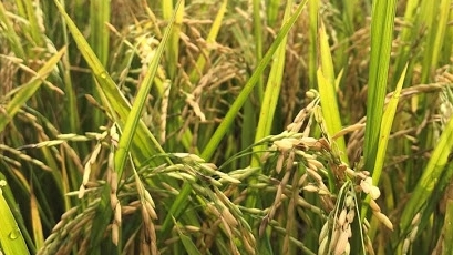 Đắk Nông: Tổng kết mô hình trồng thâm canh lúa thơm ST24 theo hướng hữu cơ