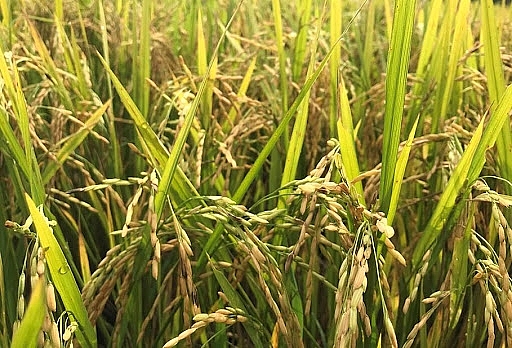 Giống lúa thơm ST24 phát triển tốt, chịu sự tác động của điều kiện thời tiết như các giống lúa khác